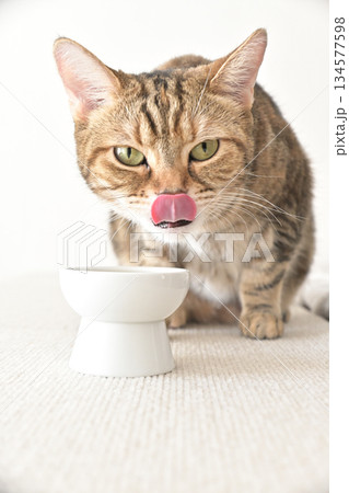 室内の光に包まれて水を飲む猫の姿 室内の光に包まれて水を飲む猫の姿 134577598