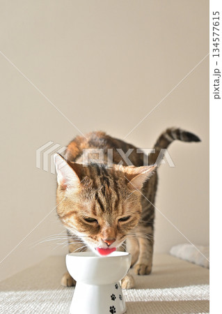 室内の光に包まれて水を飲む猫の姿 134577615