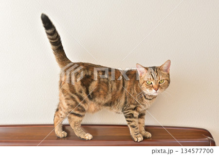 好奇心を宿す猫、アメリカンショートヘアの美しい毛並みと視線 好奇心を宿す猫、アメリカンショートヘアの美しい毛並みと視線 134577700