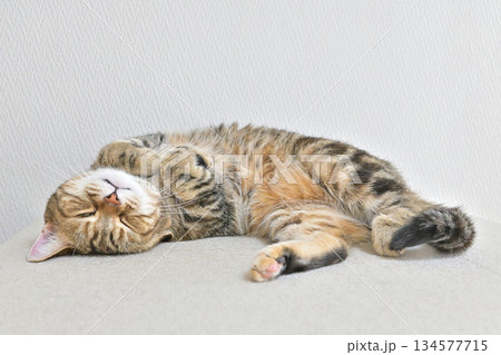 仰向けに寝るリラックス猫 134577715