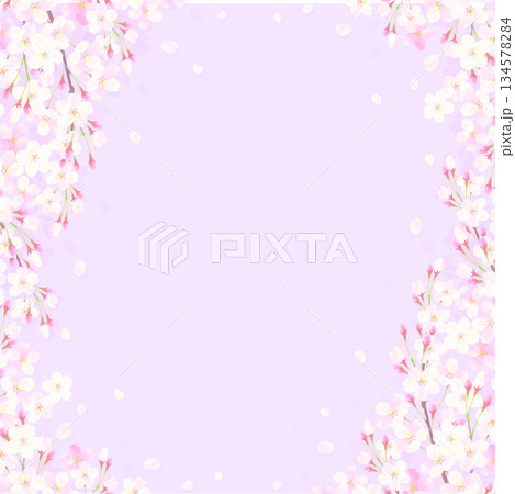 桜の背景イラスト［パープル］ 134578284