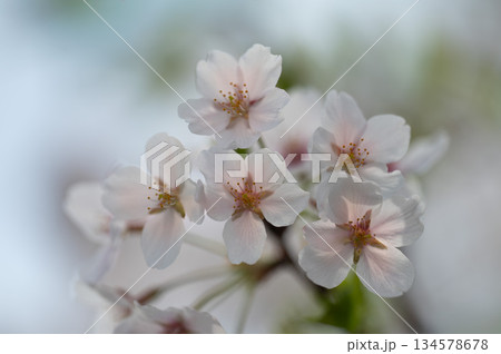 ふんわりとした桜 ふんわりとした桜 134578678