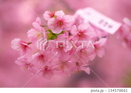 ふんわりとした桜 134578681