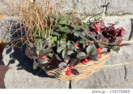 赤い実チェッカーベリーのハンギング 134578869