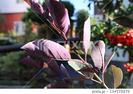 西洋ニンジンボクの紫色の裏葉 134578870