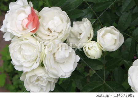 「薔　薇」 134578908