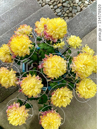 満開の菊の鉢植え(「三河の菊まつり菊花展」出展作品、真俯瞰構図)〈菅生神社/愛知県岡崎市〉 134578920