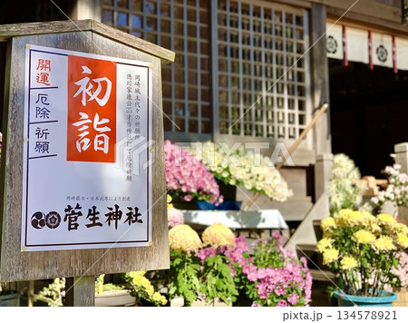 拝殿前に菊の鉢植えが飾られ、初詣の案内看板が立つ年の瀬の神社〈菅生神社/愛知県岡崎市〉 134578921