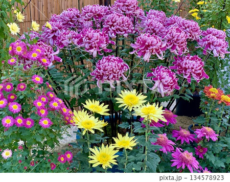 カラフルな菊の鉢植え〈名古屋城(秋まつり｢菊花大会｣)/愛知県名古屋市〉 134578923