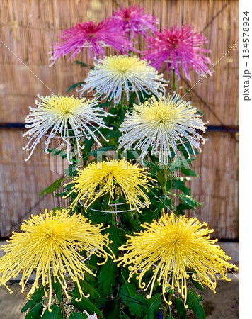 満開の菊の鉢植え〈名古屋城(秋まつり｢菊花大会｣)/愛知県名古屋市〉 134578924