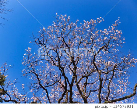 青空を臨む、白いウメの花 134578931