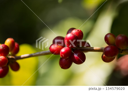 Farmer concept harvest fruit ripe coffee seed robusta arabica berry close up fresh green leaf bean picking orange crop red yellow berries raw plant tree farm growth blur background eco organic garden Farmer concept harvest fruit ripe coffee seed robusta arabica berry close up fresh green leaf bean picking orange crop red yellow berries raw plant tree farm growth blur background eco organic garden 134579020
