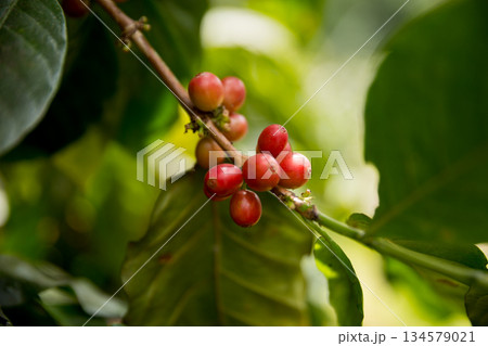 Farmer concept harvest fruit ripe coffee seed robusta arabica berry close up fresh green leaf bean picking orange crop red yellow berries raw plant tree farm growth blur background eco organic garden Farmer concept harvest fruit ripe coffee seed robusta arabica berry close up fresh green leaf bean picking orange crop red yellow berries raw plant tree farm growth blur background eco organic garden 134579021