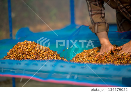 Close up smart farmer techniques hand coffee bean machinery roast apparatus dry sunlight tool sunbeam sunray sunshine fresh garden produce agriculture promotes farmer concept farm blur background 134579022