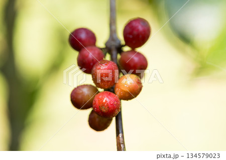Farmer concept harvest fruit ripe coffee seed robusta arabica berry close up fresh green leaf bean picking orange crop red yellow berries raw plant tree farm growth blur background eco organic garden 134579023