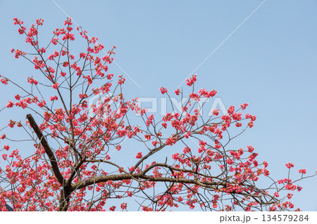 青空に映える満開の桜 134579284