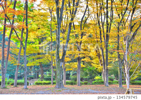 《愛知県》紅葉した名古屋市名城公園 134579745
