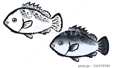 コショウダイ 134579795