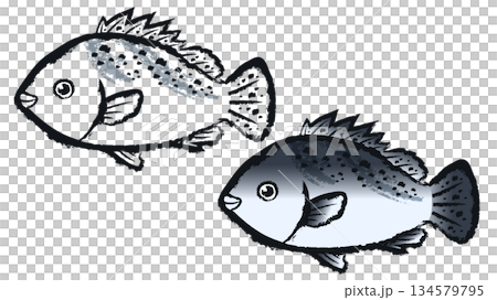 コショウダイ 134579795