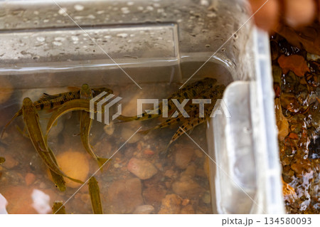 淡水魚 川魚 渓流魚 134580093