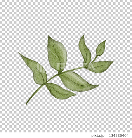 Green leafy branch watercolor illustration with soft textured leaves isolated on white. Hand-painted clip art ideal for botanical branding, eco packaging, wedding stationery, spring decor projects Green leafy branch watercolor illustration with soft textured leaves isolated on white. Hand-painted clip art ideal for botanical branding, eco packaging, wedding stationery, spring decor projects 134580404