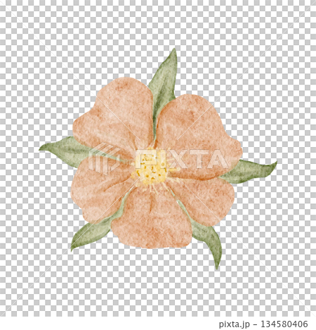 Peach flower watercolor illustration with soft textured petals and green leaves, hand-painted and isolated on white, ideal for wedding stationery, feminine branding, spring decor, invitations, cards Peach flower watercolor illustration with soft textured petals and green leaves, hand-painted and isolated on white, ideal for wedding stationery, feminine branding, spring decor, invitations, cards 134580406