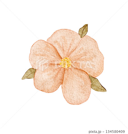 Peach flower watercolor illustration with soft textured petals and green leaves, hand-painted and isolated on white, ideal for wedding stationery, feminine branding, spring decor, invitations, cards 134580409