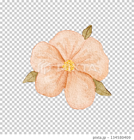 Peach flower watercolor illustration with soft textured petals and green leaves, hand-painted and isolated on white, ideal for wedding stationery, feminine branding, spring decor, invitations, cards 134580409