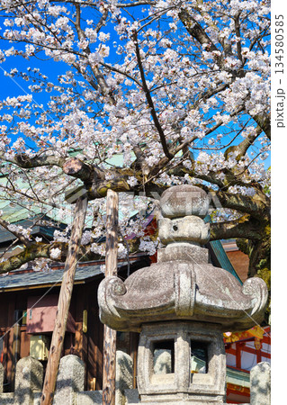 京都 伏見稲荷大社 美しい桜(京都府京都市伏見区) 京都 伏見稲荷大社 美しい桜(京都府京都市伏見区) 134580585