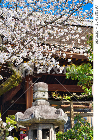 京都 伏見稲荷大社 美しい桜(京都府京都市伏見区) 京都 伏見稲荷大社 美しい桜(京都府京都市伏見区) 134580597