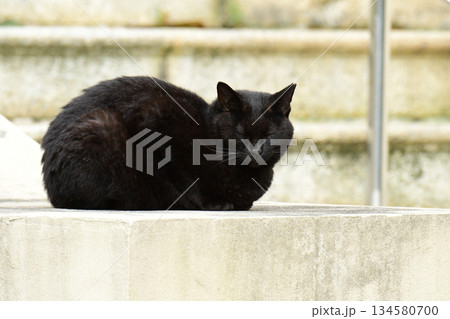目をつぶる黒い野良猫 134580700