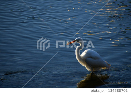 魚をくわえる朝のダイサギ 134580701