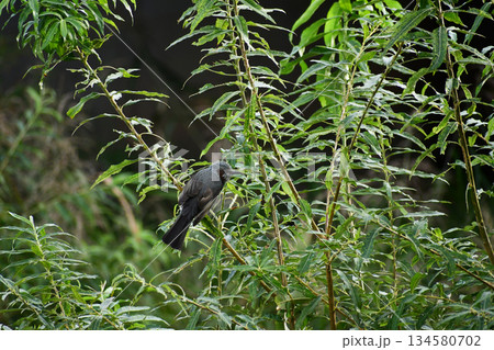 ヤナギに止まる秋のヒヨドリ 134580702