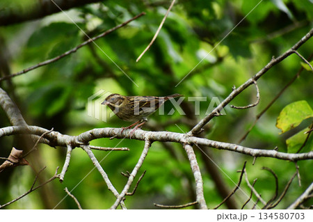 葉が落ちた枝に止まるアオジ 葉が落ちた枝に止まるアオジ 134580703