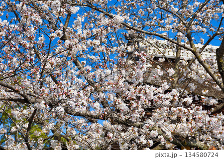 京都 伏見稲荷大社 美しい桜(京都府京都市伏見区) 京都 伏見稲荷大社 美しい桜(京都府京都市伏見区) 134580724