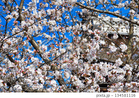 京都 伏見稲荷大社 美しい桜(京都府京都市伏見区) 京都 伏見稲荷大社 美しい桜(京都府京都市伏見区) 134581116