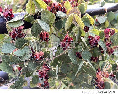 タンキリマメ 134581276