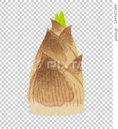 手描き風のたけのこイラスト（春の味覚・山菜） 134581364