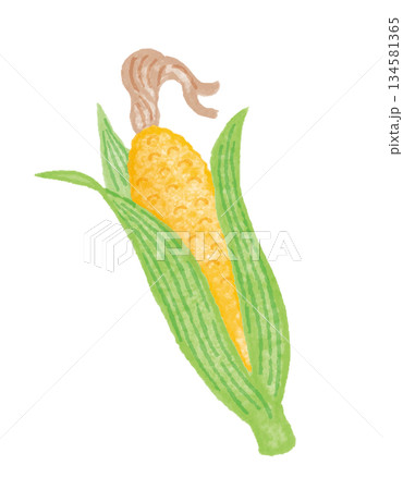 葉っぱ付きとうもろこしの手描き風イラスト（シンプル野菜素材） 134581365