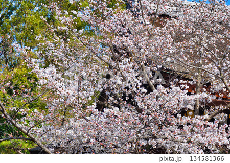 京都 伏見稲荷大社 美しい桜(京都府京都市伏見区) 京都 伏見稲荷大社 美しい桜(京都府京都市伏見区) 134581366
