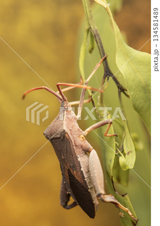 Common Gum-tree Bug Common Gum-tree Bug 134581489