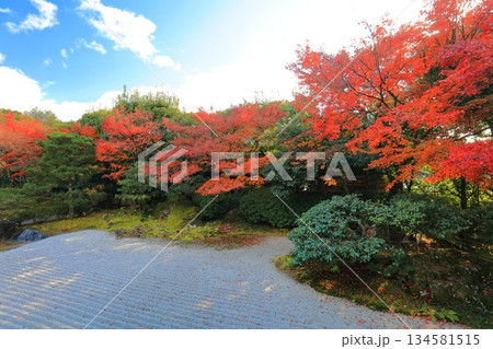 【京都府】晴天の圓徳院の南庭の紅葉 【京都府】晴天の圓徳院の南庭の紅葉 134581515