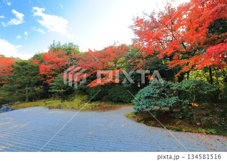【京都府】晴天の圓徳院の南庭の紅葉 134581516