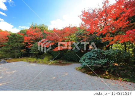 【京都府】晴天の圓徳院の南庭の紅葉 【京都府】晴天の圓徳院の南庭の紅葉 134581517