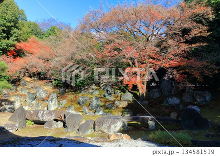 【京都府】晴天の圓徳院の北庭の紅葉 134581519
