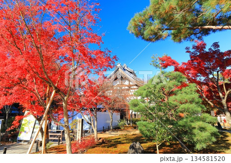 【京都府】快晴の高台寺の庫裡と紅葉 134581520