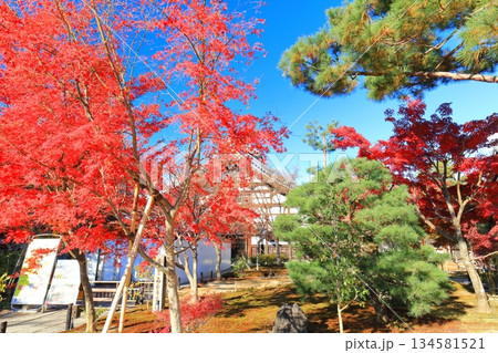 【京都府】快晴の高台寺の庫裡と紅葉 【京都府】快晴の高台寺の庫裡と紅葉 134581521