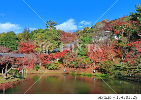 【京都府】快晴の高台寺の臥龍池と紅葉 134581529