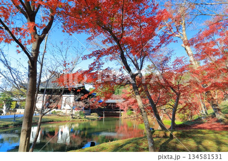 【京都府】快晴の高台寺の紅葉 134581531