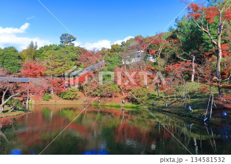 【京都府】快晴の高台寺の臥龍池と紅葉 134581532